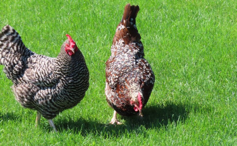 Can-chickens-eat-weeds